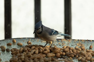 Bu güzel mavi alakarga yemek için bu cam masadaydı. Bu kuşun her yerinde yer fıstığı ve kuş yemi vardı. Bu korvid siyah, mavi ve beyaz tüyleriyle oldukça renkli..
