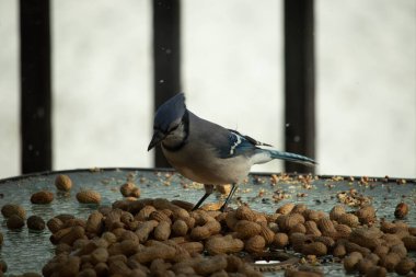 Bu güzel mavi alakarga yemek için bu cam masadaydı. Bu kuşun her yerinde yer fıstığı ve kuş yemi vardı. Bu korvid siyah, mavi ve beyaz tüyleriyle oldukça renkli..