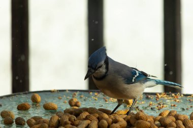Bu güzel mavi alakarga yemek için bu cam masadaydı. Bu kuşun her yerinde yer fıstığı ve kuş yemi vardı. Bu korvid siyah, mavi ve beyaz tüyleriyle oldukça renkli..