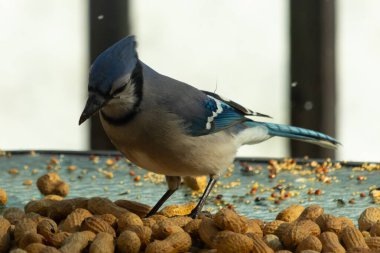 Bu güzel mavi alakarga yemek için bu cam masadaydı. Bu kuşun her yerinde yer fıstığı ve kuş yemi vardı. Bu korvid siyah, mavi ve beyaz tüyleriyle oldukça renkli..
