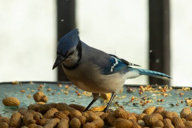 Bu güzel mavi alakarga yemek için bu cam masadaydı. Bu kuşun her yerinde yer fıstığı ve kuş yemi vardı. Bu korvid siyah, mavi ve beyaz tüyleriyle oldukça renkli..