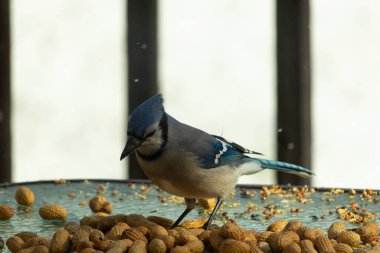 Bu güzel mavi alakarga yemek için bu cam masadaydı. Bu kuşun her yerinde yer fıstığı ve kuş yemi vardı. Bu korvid siyah, mavi ve beyaz tüyleriyle oldukça renkli..