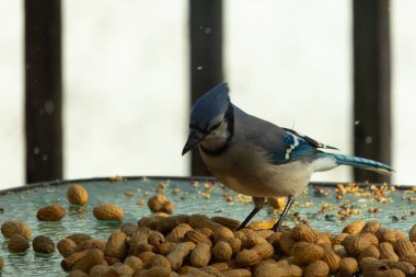 Bu güzel mavi alakarga yemek için bu cam masadaydı. Bu kuşun her yerinde yer fıstığı ve kuş yemi vardı. Bu korvid siyah, mavi ve beyaz tüyleriyle oldukça renkli..
