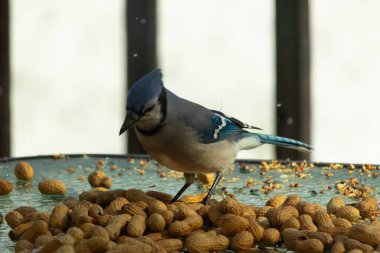 Bu güzel mavi alakarga yemek için bu cam masadaydı. Bu kuşun her yerinde yer fıstığı ve kuş yemi vardı. Bu korvid siyah, mavi ve beyaz tüyleriyle oldukça renkli..