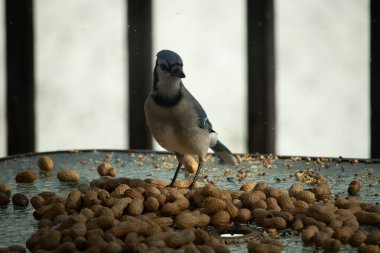 Bu güzel mavi alakarga yemek için bu cam masadaydı. Bu kuşun her yerinde yer fıstığı ve kuş yemi vardı. Bu korvid siyah, mavi ve beyaz tüyleriyle oldukça renkli..