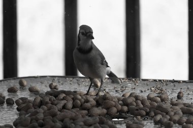 Bu güzel mavi alakarga yemek için bu cam masadaydı. Bu kuşun her yerinde yer fıstığı ve kuş yemi vardı. Bu korvid siyah, mavi ve beyaz tüyleriyle oldukça renkli..