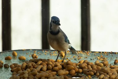 Bu güzel mavi alakarga yemek için bu cam masadaydı. Bu kuşun her yerinde yer fıstığı ve kuş yemi vardı. Bu korvid siyah, mavi ve beyaz tüyleriyle oldukça renkli..