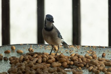 Bu güzel mavi alakarga yemek için bu cam masadaydı. Bu kuşun her yerinde yer fıstığı ve kuş yemi vardı. Bu korvid siyah, mavi ve beyaz tüyleriyle oldukça renkli..