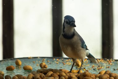 Bu güzel mavi alakarga yemek için bu cam masadaydı. Bu kuşun her yerinde yer fıstığı ve kuş yemi vardı. Bu korvid siyah, mavi ve beyaz tüyleriyle oldukça renkli..