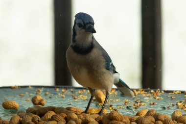 Bu güzel mavi alakarga yemek için bu cam masadaydı. Bu kuşun her yerinde yer fıstığı ve kuş yemi vardı. Bu korvid siyah, mavi ve beyaz tüyleriyle oldukça renkli..