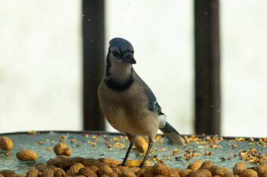 Bu güzel mavi alakarga yemek için bu cam masadaydı. Bu kuşun her yerinde yer fıstığı ve kuş yemi vardı. Bu korvid siyah, mavi ve beyaz tüyleriyle oldukça renkli..