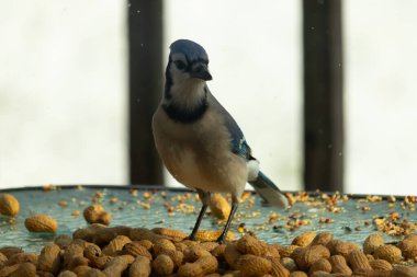 Bu güzel mavi alakarga yemek için bu cam masadaydı. Bu kuşun her yerinde yer fıstığı ve kuş yemi vardı. Bu korvid siyah, mavi ve beyaz tüyleriyle oldukça renkli..