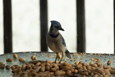 Bu güzel mavi alakarga yemek için bu cam masadaydı. Bu kuşun her yerinde yer fıstığı ve kuş yemi vardı. Bu korvid siyah, mavi ve beyaz tüyleriyle oldukça renkli..