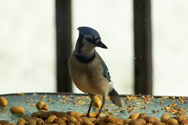 Bu güzel mavi alakarga yemek için bu cam masadaydı. Bu kuşun her yerinde yer fıstığı ve kuş yemi vardı. Bu korvid siyah, mavi ve beyaz tüyleriyle oldukça renkli..