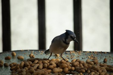 Bu güzel mavi alakarga yemek için bu cam masadaydı. Bu kuşun her yerinde yer fıstığı ve kuş yemi vardı. Bu korvid siyah, mavi ve beyaz tüyleriyle oldukça renkli..
