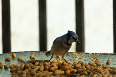 Bu güzel mavi alakarga yemek için bu cam masadaydı. Bu kuşun her yerinde yer fıstığı ve kuş yemi vardı. Bu korvid siyah, mavi ve beyaz tüyleriyle oldukça renkli..
