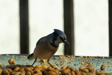 Bu güzel mavi alakarga yemek için bu cam masadaydı. Bu kuşun her yerinde yer fıstığı ve kuş yemi vardı. Bu korvid siyah, mavi ve beyaz tüyleriyle oldukça renkli..