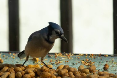 Bu güzel mavi alakarga yemek için bu cam masadaydı. Bu kuşun her yerinde yer fıstığı ve kuş yemi vardı. Bu korvid siyah, mavi ve beyaz tüyleriyle oldukça renkli..