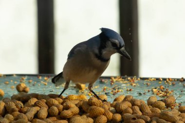 Bu güzel mavi alakarga yemek için bu cam masadaydı. Bu kuşun her yerinde yer fıstığı ve kuş yemi vardı. Bu korvid siyah, mavi ve beyaz tüyleriyle oldukça renkli..