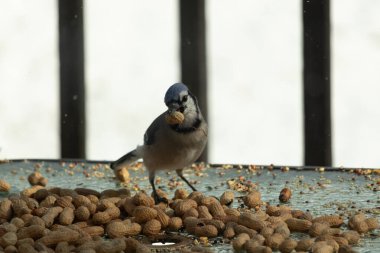 Bu güzel mavi alakarga yemek için bu cam masadaydı. Bu kuşun her yerinde yer fıstığı ve kuş yemi vardı. Bu korvid siyah, mavi ve beyaz tüyleriyle oldukça renkli..
