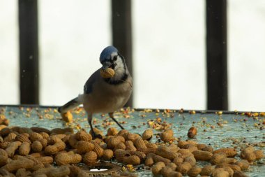 Bu güzel mavi alakarga yemek için bu cam masadaydı. Bu kuşun her yerinde yer fıstığı ve kuş yemi vardı. Bu korvid siyah, mavi ve beyaz tüyleriyle oldukça renkli..
