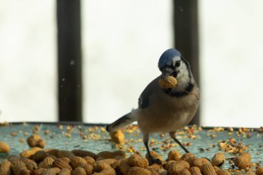 Bu güzel mavi alakarga yemek için bu cam masadaydı. Bu kuşun her yerinde yer fıstığı ve kuş yemi vardı. Bu korvid siyah, mavi ve beyaz tüyleriyle oldukça renkli..