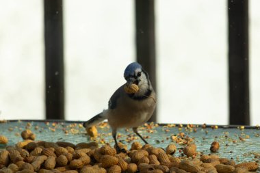 Bu güzel mavi alakarga yemek için bu cam masadaydı. Bu kuşun her yerinde yer fıstığı ve kuş yemi vardı. Bu korvid siyah, mavi ve beyaz tüyleriyle oldukça renkli..