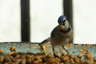 Bu güzel mavi alakarga yemek için bu cam masadaydı. Bu kuşun her yerinde yer fıstığı ve kuş yemi vardı. Bu korvid siyah, mavi ve beyaz tüyleriyle oldukça renkli..
