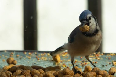 Bu güzel mavi alakarga yemek için bu cam masadaydı. Bu kuşun her yerinde yer fıstığı ve kuş yemi vardı. Bu korvid siyah, mavi ve beyaz tüyleriyle oldukça renkli..