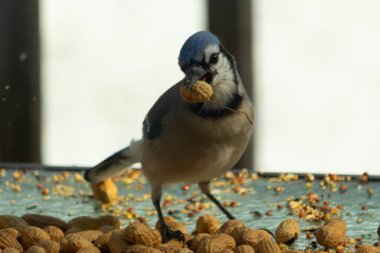 Bu güzel mavi alakarga yemek için bu cam masadaydı. Bu kuşun her yerinde yer fıstığı ve kuş yemi vardı. Bu korvid siyah, mavi ve beyaz tüyleriyle oldukça renkli..