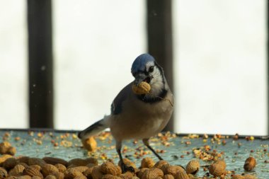 Bu güzel mavi alakarga yemek için bu cam masadaydı. Bu kuşun her yerinde yer fıstığı ve kuş yemi vardı. Bu korvid siyah, mavi ve beyaz tüyleriyle oldukça renkli..