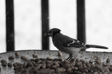 Bu güzel mavi alakarga yemek için bu cam masadaydı. Bu kuşun her yerinde yer fıstığı ve kuş yemi vardı. Bu korvid siyah, mavi ve beyaz tüyleriyle oldukça renkli..