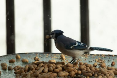 Bu güzel mavi alakarga yemek için bu cam masadaydı. Bu kuşun her yerinde yer fıstığı ve kuş yemi vardı. Bu korvid siyah, mavi ve beyaz tüyleriyle oldukça renkli..