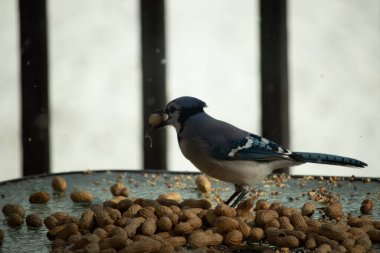 Bu güzel mavi alakarga yemek için bu cam masadaydı. Bu kuşun her yerinde yer fıstığı ve kuş yemi vardı. Bu korvid siyah, mavi ve beyaz tüyleriyle oldukça renkli..