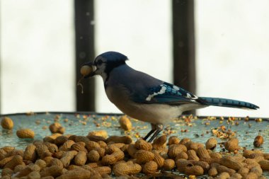 Bu güzel mavi alakarga yemek için bu cam masadaydı. Bu kuşun her yerinde yer fıstığı ve kuş yemi vardı. Bu korvid siyah, mavi ve beyaz tüyleriyle oldukça renkli..