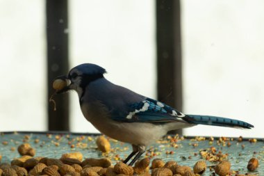 Bu güzel mavi alakarga yemek için bu cam masadaydı. Bu kuşun her yerinde yer fıstığı ve kuş yemi vardı. Bu korvid siyah, mavi ve beyaz tüyleriyle oldukça renkli..