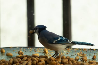 Bu güzel mavi alakarga yemek için bu cam masadaydı. Bu kuşun her yerinde yer fıstığı ve kuş yemi vardı. Bu korvid siyah, mavi ve beyaz tüyleriyle oldukça renkli..