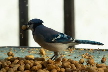 Bu güzel mavi alakarga yemek için bu cam masadaydı. Bu kuşun her yerinde yer fıstığı ve kuş yemi vardı. Bu korvid siyah, mavi ve beyaz tüyleriyle oldukça renkli..