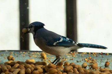 Bu güzel mavi alakarga yemek için bu cam masadaydı. Bu kuşun her yerinde yer fıstığı ve kuş yemi vardı. Bu korvid siyah, mavi ve beyaz tüyleriyle oldukça renkli..