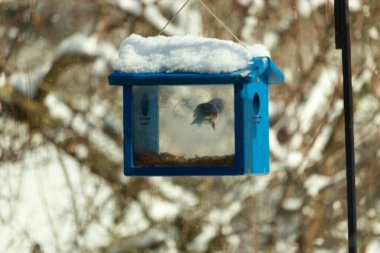 Mavi kuş yemliği havada asılı duruyor. Çatıda duran beyaz toz kar kış mevsimini gösteriyor. Kapıda asılı duran sevimli küçük bir kuş görülebilir..