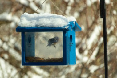 Mavi kuş yemliği havada asılı duruyor. Çatıda duran beyaz toz kar kış mevsimini gösteriyor. Kapıda asılı duran sevimli küçük bir kuş görülebilir..