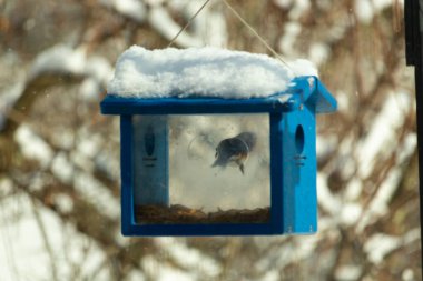 Mavi kuş yemliği havada asılı duruyor. Çatıda duran beyaz toz kar kış mevsimini gösteriyor. Kapıda asılı duran sevimli küçük bir kuş görülebilir..