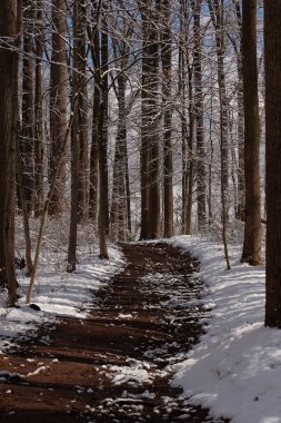 Ormanlık alanda ne güzel bir kış manzarası. Beyaz tozlu kar her yere yayılmış. Kahverengi bir patika ormanın içinden geçiyor. Kahverengi ağaçlar her iki tarafta uzuvlarında yaprak olmadan seriliyordu. Soğuk mevsimi gösteriyordu..