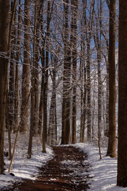 Ormanlık alanda ne güzel bir kış manzarası. Beyaz tozlu kar her yere yayılmış. Kahverengi bir patika ormanın içinden geçiyor. Kahverengi ağaçlar her iki tarafta uzuvlarında yaprak olmadan seriliyordu. Soğuk mevsimi gösteriyordu..