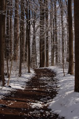 Ormanlık alanda ne güzel bir kış manzarası. Beyaz tozlu kar her yere yayılmış. Kahverengi bir patika ormanın içinden geçiyor. Kahverengi ağaçlar her iki tarafta uzuvlarında yaprak olmadan seriliyordu. Soğuk mevsimi gösteriyordu..