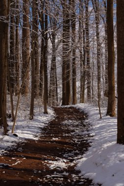 Ormanlık alanda ne güzel bir kış manzarası. Beyaz tozlu kar her yere yayılmış. Kahverengi bir patika ormanın içinden geçiyor. Kahverengi ağaçlar her iki tarafta uzuvlarında yaprak olmadan seriliyordu. Soğuk mevsimi gösteriyordu..