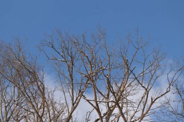 Bu, gökyüzüne uzanan dalların bakışı. Bu ağaçların güzel uzuvları kış mevsimi nedeniyle yapraklardan açıktır. Ağacın bu güzel kahverengi kısımlarına bayılıyorum..