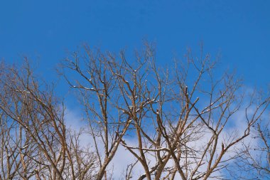 Bu, gökyüzüne uzanan dalların bakışı. Bu ağaçların güzel uzuvları kış mevsimi nedeniyle yapraklardan açıktır. Ağacın bu güzel kahverengi kısımlarına bayılıyorum..