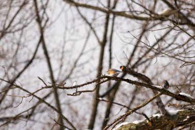 Bu sevimli küçük kuş ormandaki kahverengi bir dalda oturuyor. Bu kuşun güzel renkleri turuncu ve beyaz göbeğiyle göze çarpıyor. Kar çıplak bacaklarda oturur kışı gösterir.