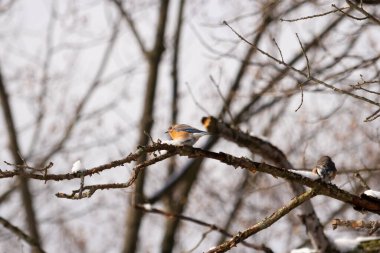 Bu sevimli küçük kuş ormandaki kahverengi bir dalda oturuyor. Bu kuşun güzel renkleri turuncu ve beyaz göbeğiyle göze çarpıyor. Kar çıplak bacaklarda oturur kışı gösterir.